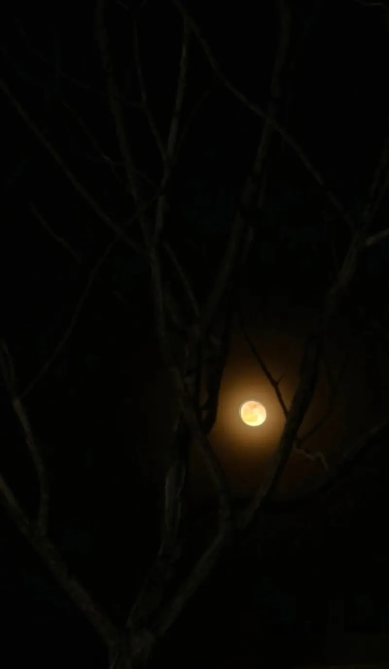What the Full Moon Actually Does to Your Body — And the Rituals That Work With It